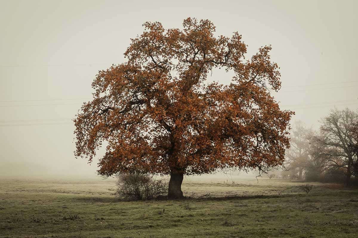 introverted sensing Si lone oak tree in a field